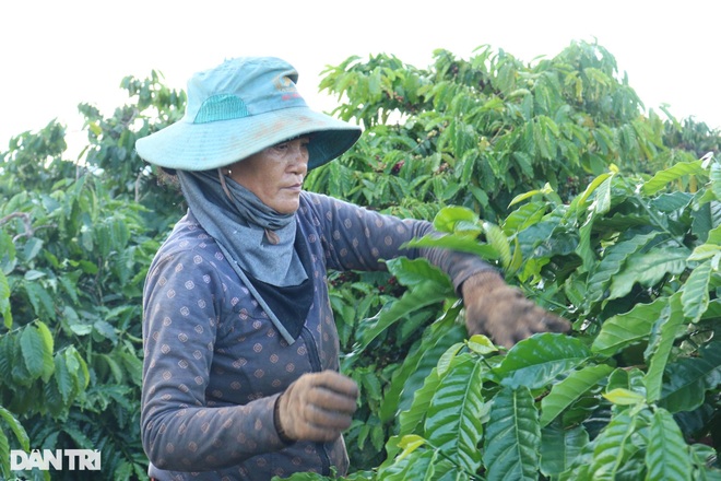 Nhà vườn Gia Lai chạy đua tuyển nhân công hái cà phê - 8 Nhà vườn Gia Lai chạy đua tuyển nhân công hái cà phê - 8