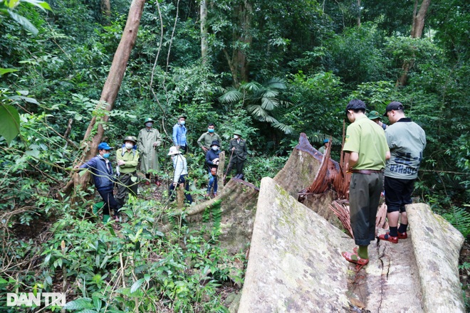 Điều tra, xử lý các đối tượng liên quan vụ chặt phá rừng đặc dụng - 1