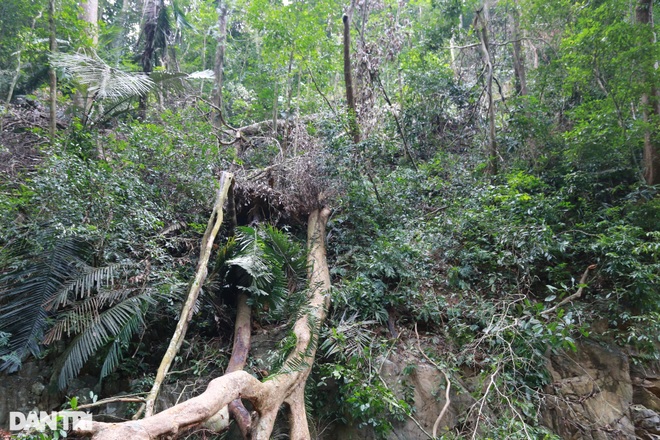 Lập chốt kiểm soát nghiêm ngặt sau vụ rừng đặc dụng bị chặt phá - 1