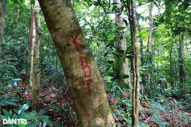 Cận cảnh những cây gỗ khủng trong rừng đặc dụng chỉ còn lại gốc - 9