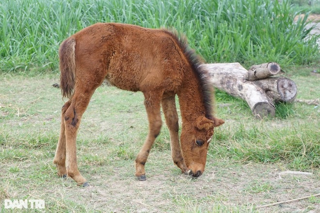 Đàn ngựa độc nhất vô nhị ở miền Tây, nuôi nhàn và thu lãi cao - 2 Đàn ngựa độc nhất vô nhị ở miền Tây, nuôi nhàn và thu lãi cao - 2