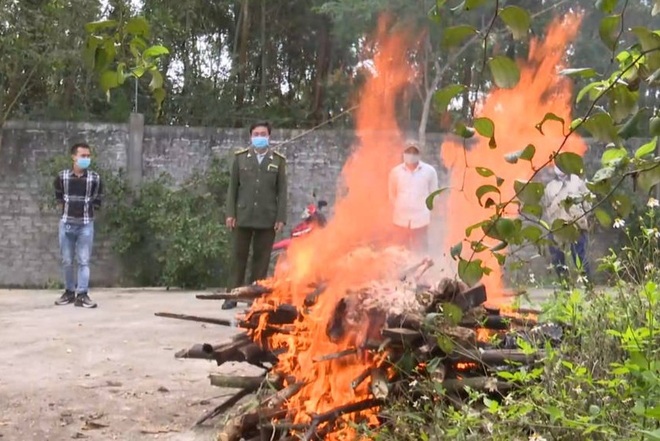 Làm rõ nguyên nhân hổ nuôi nhốt ở khu sinh thái bất ngờ chết - 1 Làm rõ nguyên nhân hổ nuôi nhốt ở khu sinh thái bất ngờ chết - 1