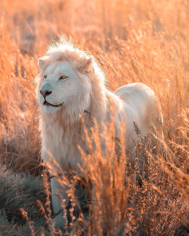 Moya là một trong những sư tử trắng nổi tiếng nhất thế giới nhờ vào vẻ đẹp 