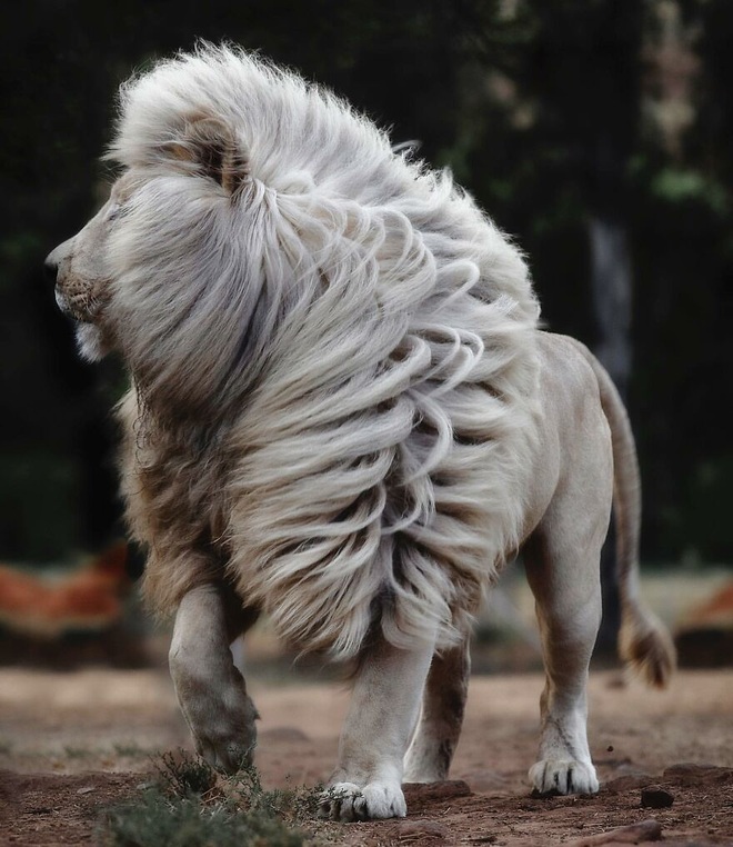 Chùm ảnh về vẻ đẹp tinh khiết và đầy mạnh mẽ của sư tử trắng - 3