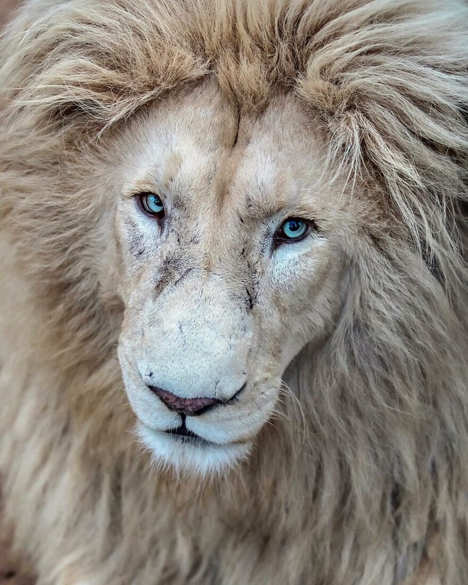 Chùm ảnh về vẻ đẹp tinh khiết và đầy mạnh mẽ của sư tử trắng - 4