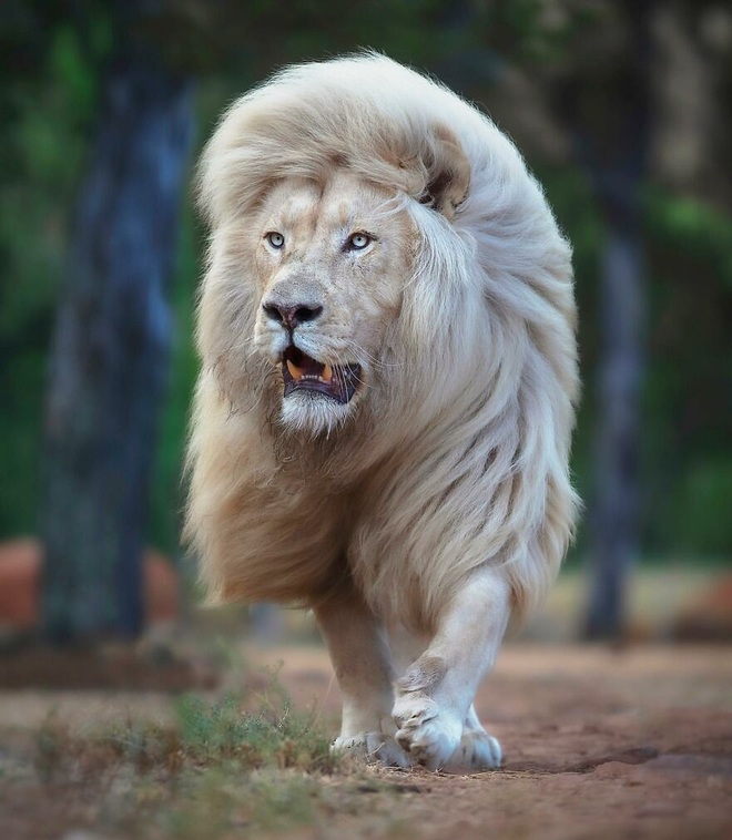 Chùm ảnh về vẻ đẹp tinh khiết và đầy mạnh mẽ của sư tử trắng - 5