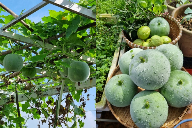 Người phụ nữ Sài Gòn tậu vài trăm bao đất, làm vườn trên cao đẹp mê - 8 Người phụ nữ Sài Gòn tậu vài trăm bao đất, làm vườn trên cao đẹp mê - 8