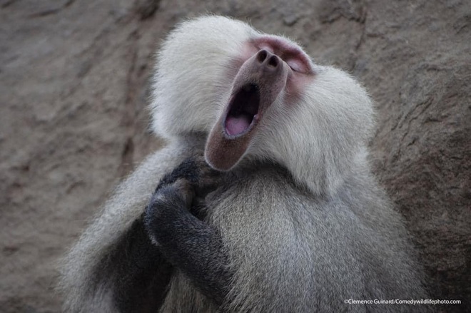 If there is no one to sing with, a solo is still possible (Photo: Clemence Guinard).