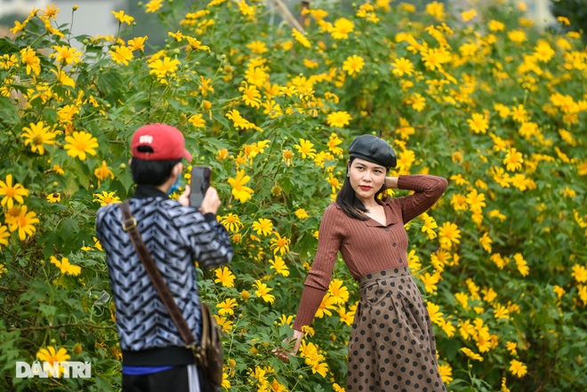 Suddenly, the wild sunflower garden was brilliant in the middle of the capital, guests were excited to check-in and take photos - 8