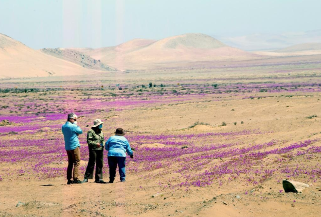 Hoa nở rộ trên sa mạc khô cằn nhất thế giới - 1