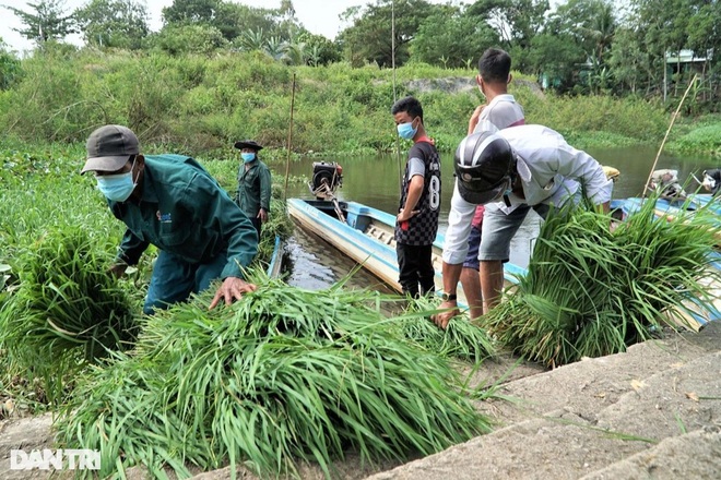 Unique and strange profession in the West, only selling weeds but expensive as hot cakes - 1