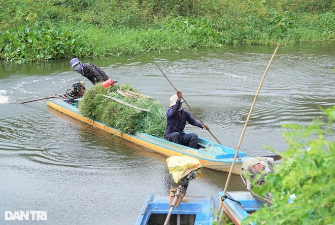 Unique and strange profession in the West, only selling weeds but expensive like hot cakes - 6