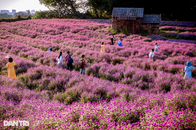 Lost in the field of purple flowers as dark as Europe in Hanoi - 2