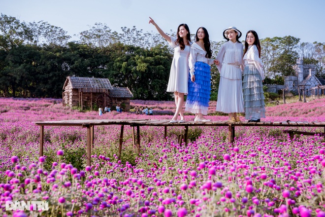 Lost in a field of purple flowers as dark as Europe in Hanoi - 8