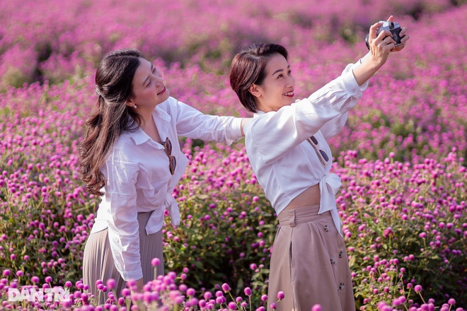 Lost in the field of purple flowers as dark as the European sky in Hanoi - 1