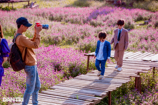 Lost in a field of purple flowers as dark as Europe in Hanoi - 5