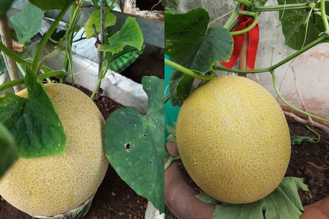 Khu vườn trên cao xanh tốt, vui tuổi già của những người phụ nữ Việt U70 - 4 Khu vườn trên cao xanh tốt, vui tuổi già của những người phụ nữ Việt U70 - 4