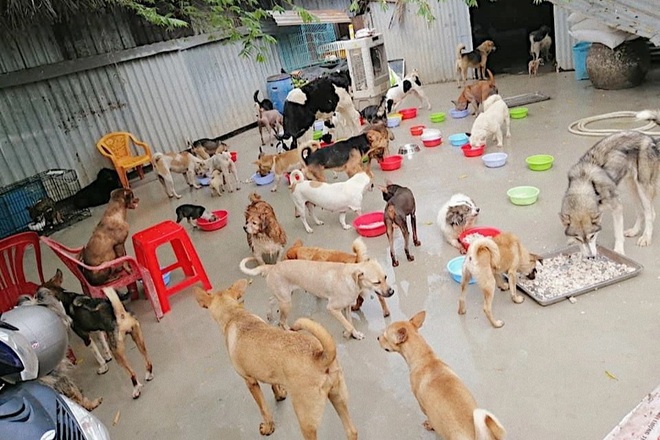 Nữ tài xế gàn mượn nợ khắp nơi để cưu mang 150 chú chó, mèo - 2 Nữ tài xế gàn mượn nợ khắp nơi để cưu mang 150 chú chó, mèo - 2