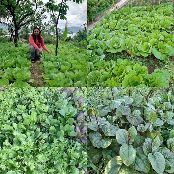 Người phụ nữ cải tạo sân, làm vườn rộng 260m2 trồng rau trái sạch sum suê - 8