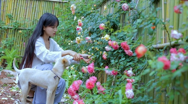 Tiên nữ đồng quê Lý Tử Thất sẽ ra video mới sau 5 tháng tạm nghỉ hưu - 3 Tiên nữ đồng quê Lý Tử Thất sẽ ra video mới sau 5 tháng tạm nghỉ hưu - 3