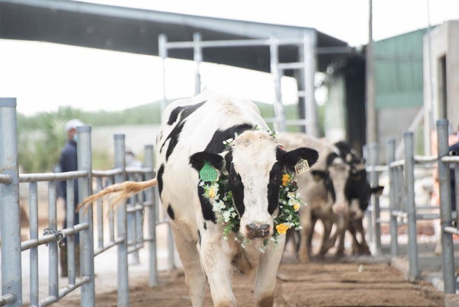 Nutifood nuôi 3300 bò Mỹ vừa nhập bằng thảo dược phương Đông tại trang trại NutiMilk - 2