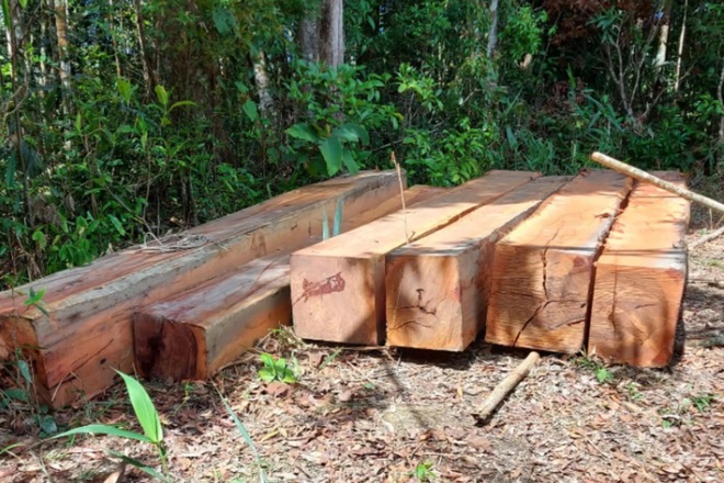 Vụ xẻ thịt rừng Gia Lai: Bắt tạm giam một nhân viên bảo vệ rừng - 2