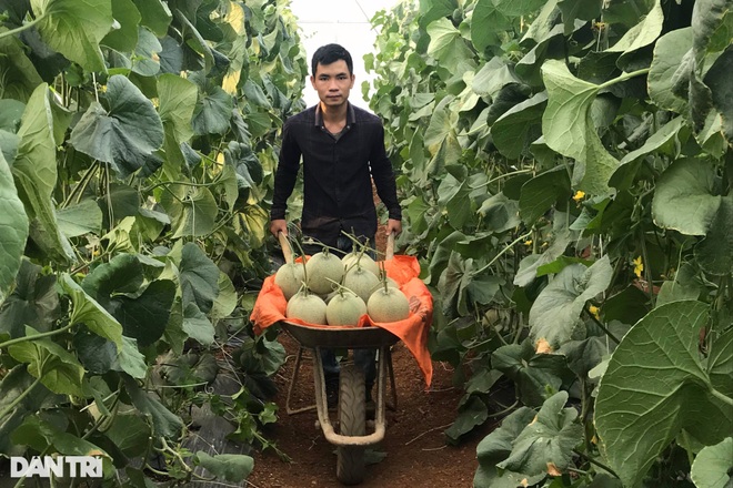Chàng trai 9x khởi nghiệp từ 3 luống dưa, thu hàng trăm triệu đồng mỗi năm - 5 Chàng trai 9x khởi nghiệp từ 3 luống dưa, thu hàng trăm triệu đồng mỗi năm - 5