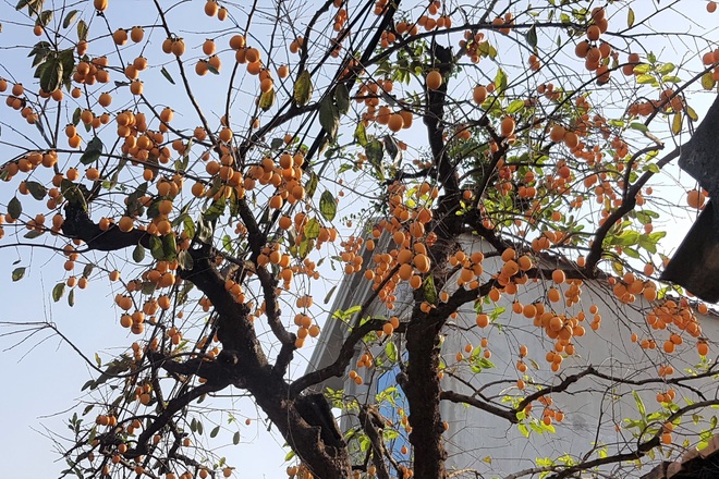 Unexpected revelation about the hundred-year-old persimmon tree causing a fever in Ninh Binh - 9
