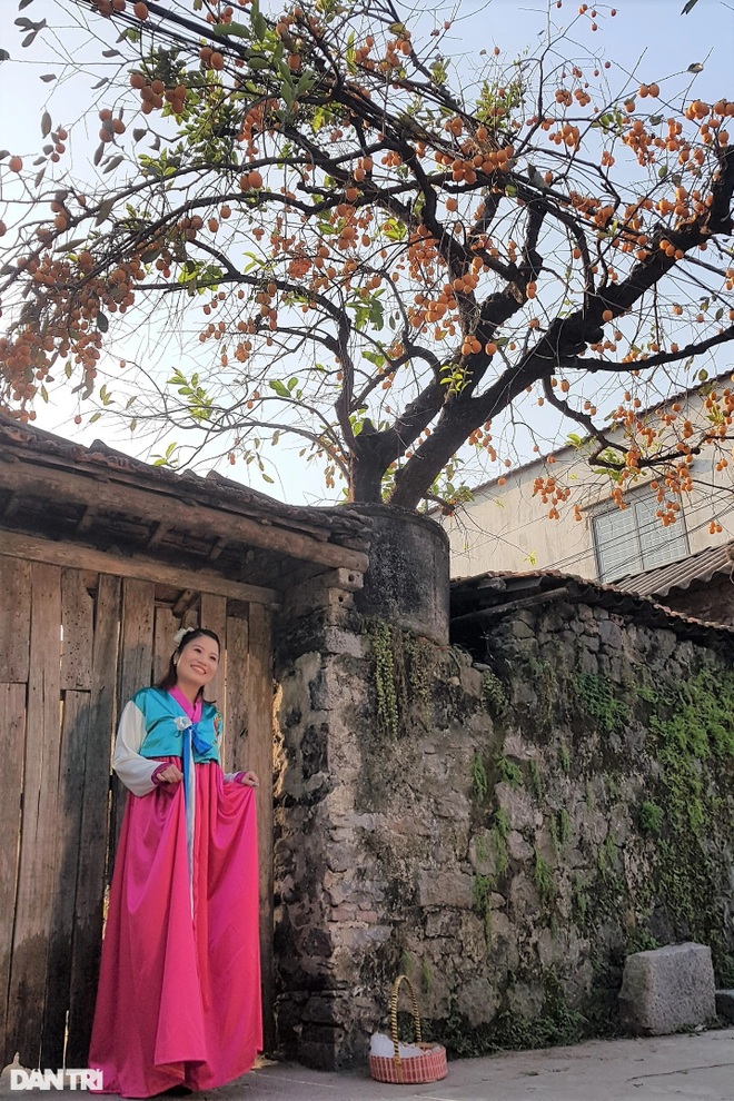 Unexpected revelation about the hundred-year-old persimmon tree causing fever in Ninh Binh - 6