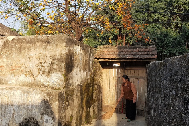 Unexpected revelation about the hundred-year-old persimmon tree causing a fever in Ninh Binh - 3