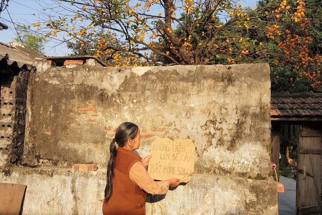 Unexpected revelation about a hundred-year-old persimmon tree causing a fever in Ninh Binh - 4