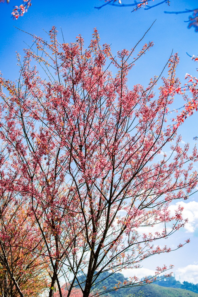 Surprised by cherry blossoms in full bloom, as beautiful as a fairy scene in the mountains of Sa Pa - 5