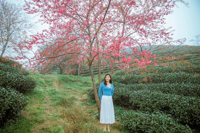 Surprised with cherry blossoms in full bloom, as beautiful as a fairy scene in the mountains of Sa Pa - 1