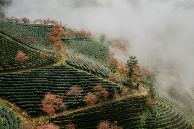 Surprised with cherry blossoms in full bloom, as beautiful as a fairyland in the mountains of Sa Pa - 4