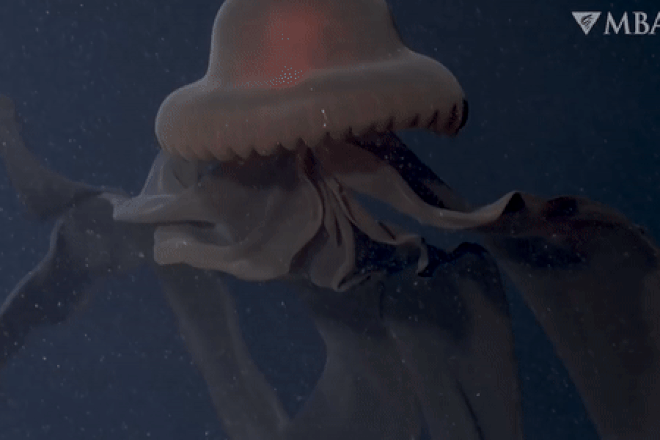 Quái vật biển sâu với xúc tu dài hơn 10 m bắt mồi ở độ sâu 1.000 m - 2