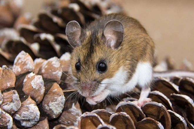 Biến thể Omicron có thể đã tiến hóa từ chuột? - 1