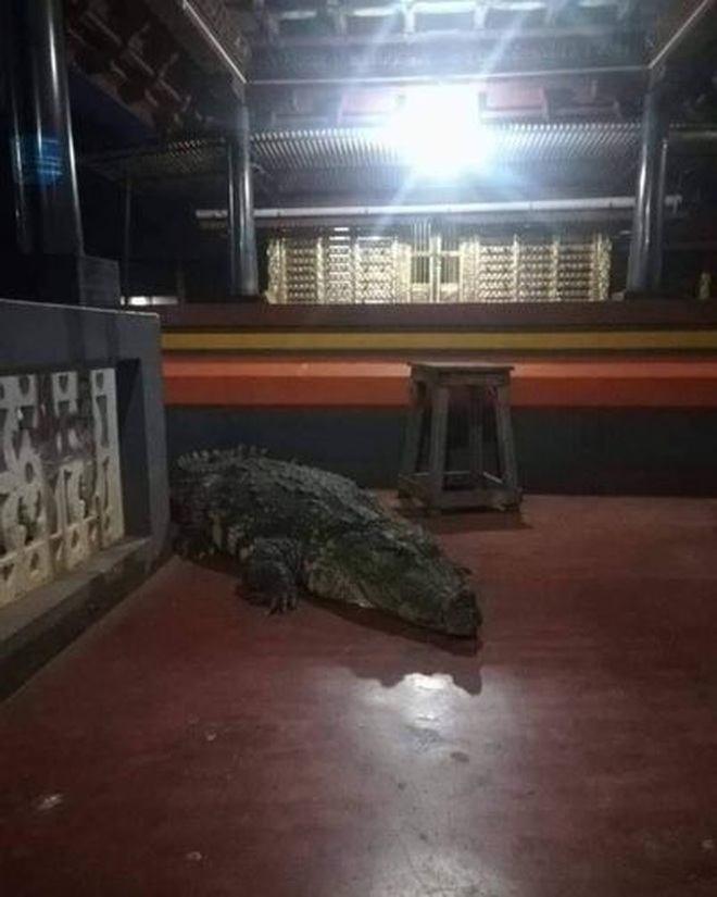 Cá sấu ăn chay chưa từng tấn công người, sống trong đền hơn 70 năm - 2 Cá sấu ăn chay chưa từng tấn công người, sống trong đền hơn 70 năm - 2