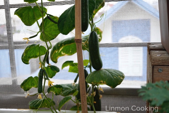 Gia đình Hải Phòng làm vườn trốn dịch, trồng rau trái sạch ở sân thượng - 6