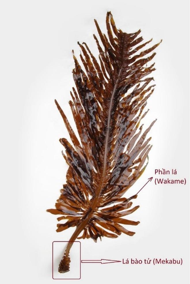 Fucoidan - hợp chất mang lại sức khỏe và hy vọng cho bệnh nhân ung thư - 2 Fucoidan - hợp chất mang lại sức khỏe và hy vọng cho bệnh nhân ung thư - 2