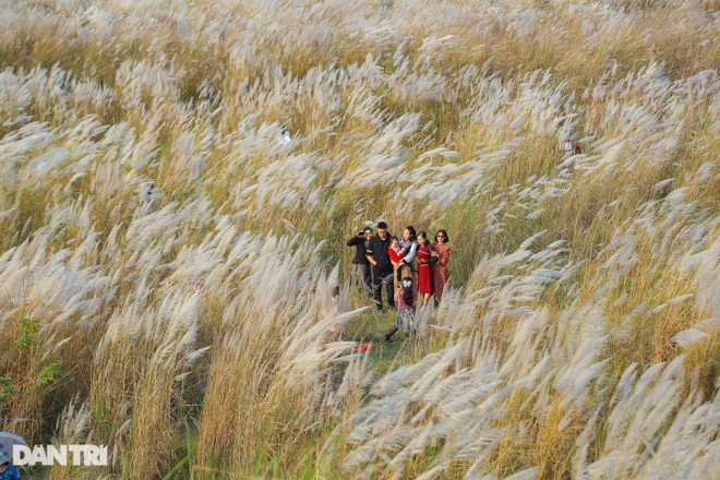 Tourists dress up, wade 60km to see the most beautiful reed lawn in Hanoi - 9