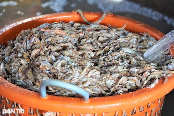 Cụ bà 70 nuôi cả nhà, cả họ nhờ nghề làm tôm khô truyền thống - 2 Cụ bà 70 nuôi cả nhà, cả họ nhờ nghề làm tôm khô truyền thống - 2