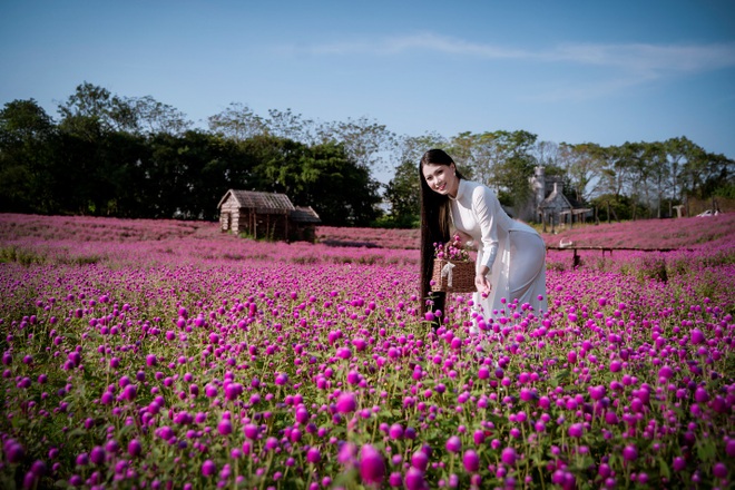 Ngắm tà áo dài khoe sắc trên cánh đồng hoa cúc bách nhật hồng tím độc đáo - 2