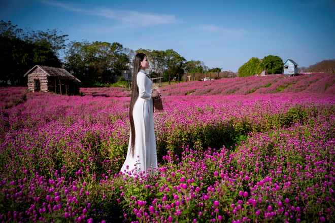 Ngắm tà áo dài khoe sắc trên cánh đồng hoa cúc bách nhật hồng tím độc đáo - 3