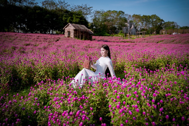 Ngắm tà áo dài khoe sắc trên cánh đồng hoa cúc bách nhật hồng tím độc đáo - 4
