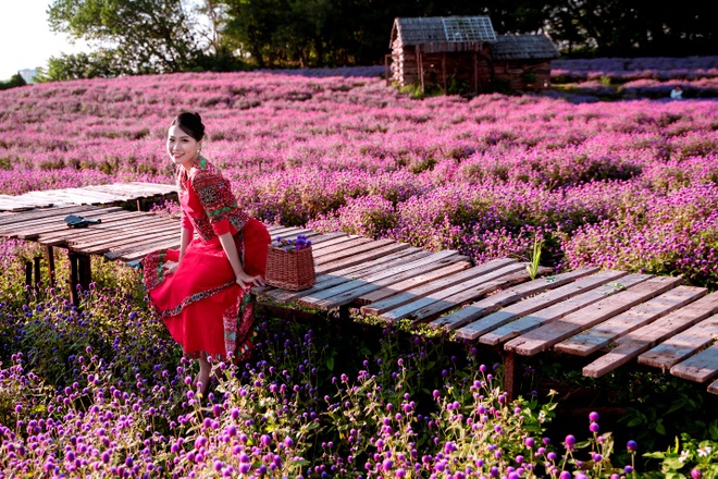Ngắm tà áo dài khoe sắc trên cánh đồng hoa cúc bách nhật hồng tím độc đáo - 9