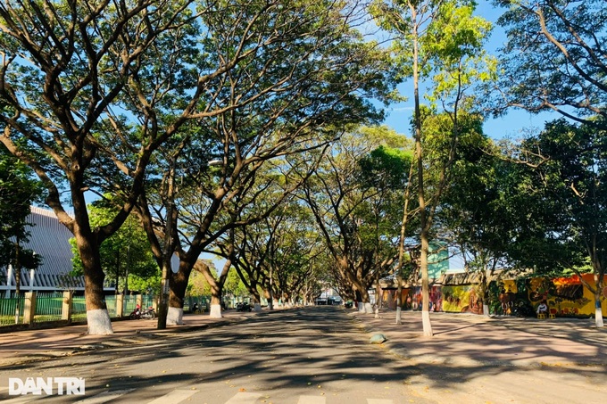 Phó Chủ tịch Buôn Ma Thuột nói về cây xanh bật gốc trên con đường tuyệt đẹp