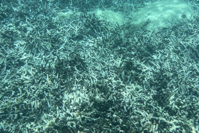 Có nên cho biển nghỉ để cứu những rạn san hô nghìn năm tuổi? - 4