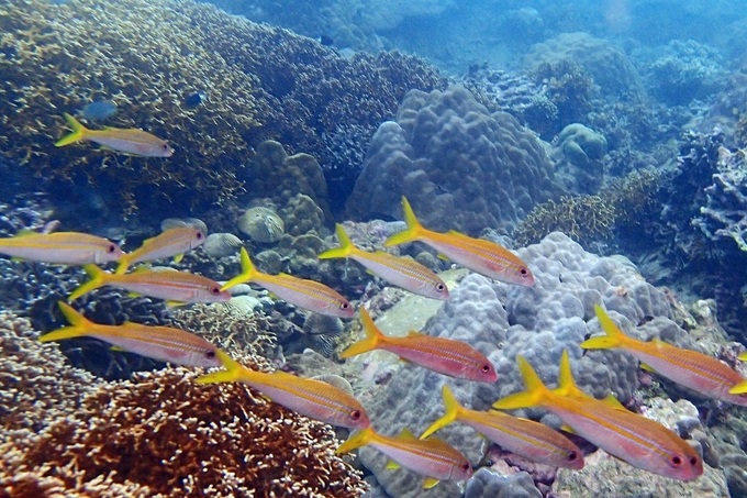 Có nên cho biển nghỉ để cứu những rạn san hô nghìn năm tuổi? - 1