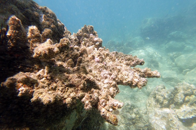 Có nên cho biển nghỉ để cứu những rạn san hô nghìn năm tuổi? - 2