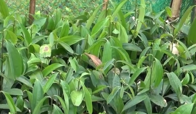 Dân biên giới xây nhà, sắm xế hộp nhờ loại cây chỉ lấy vỏ